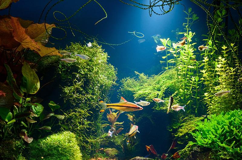 Akwarium z&nbsp;rybkami