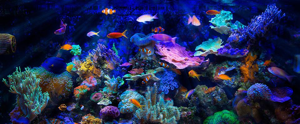 Kolorowe ryby na&nbsp;tle wody