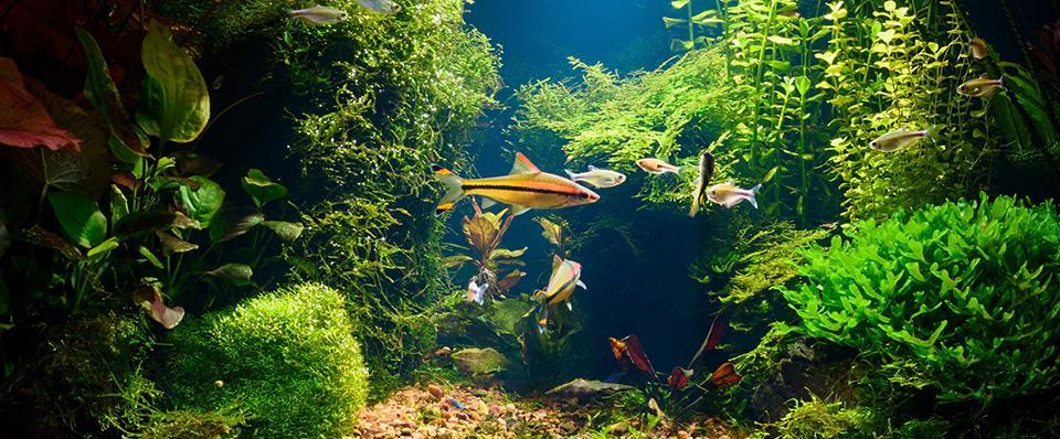 Ryby na&nbsp;tle wodorostów