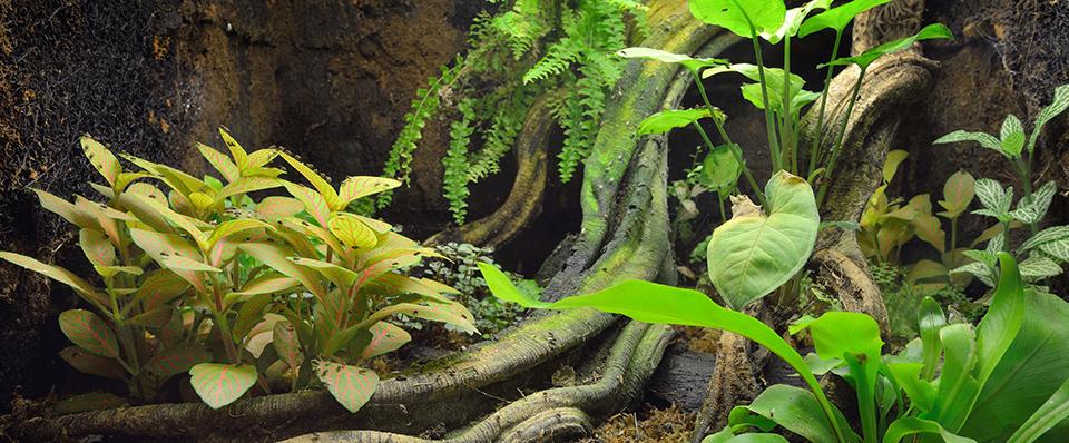 Paludaria i&nbsp;Vivarnia