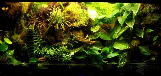 Paludarium