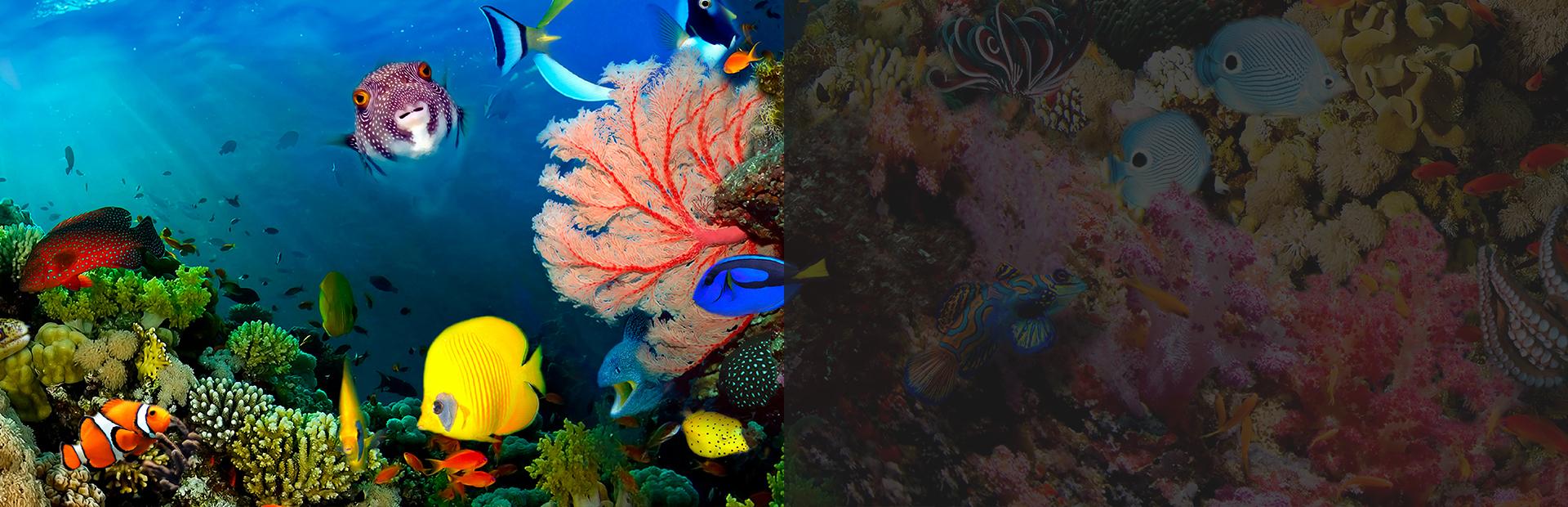 Zielona jaszczurka - Slajd 1