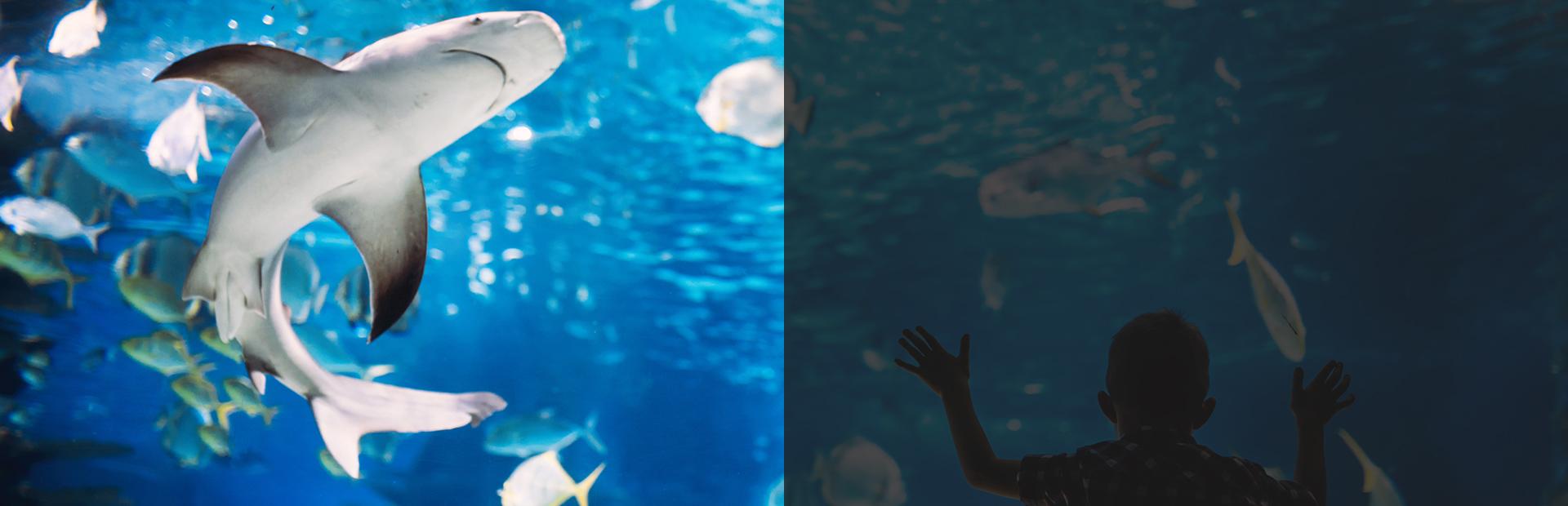 Złote rybki na tle rafy koralowej - Slajd 2