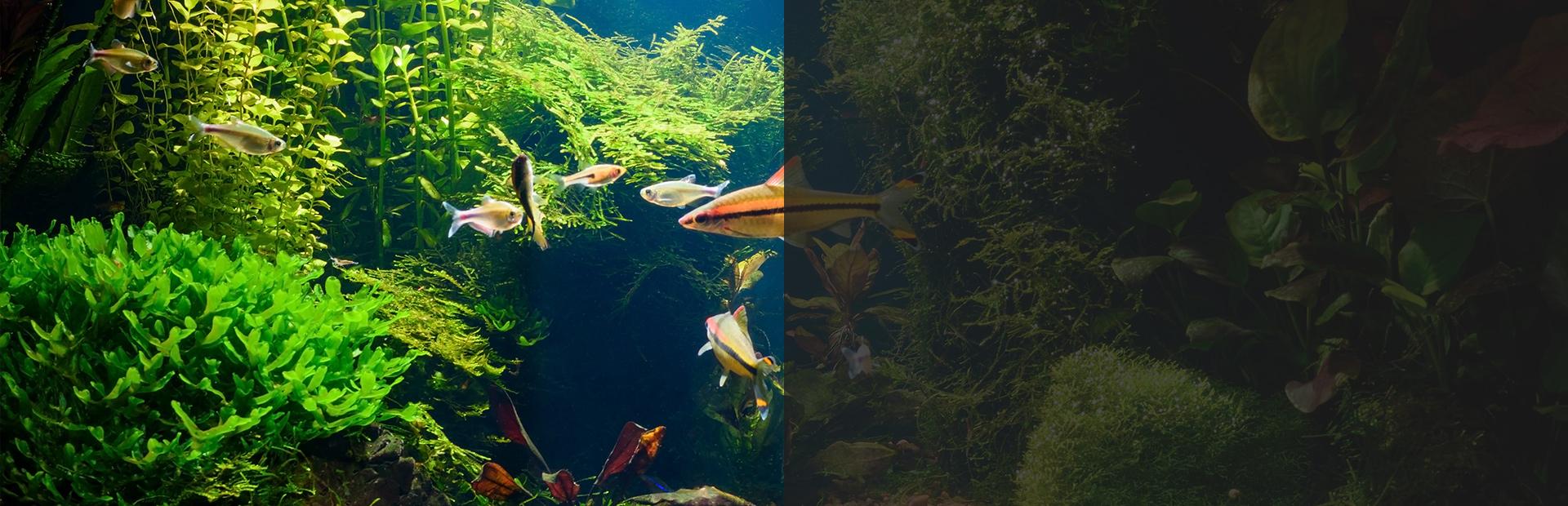 Ryby w wodzie - Slajd 4