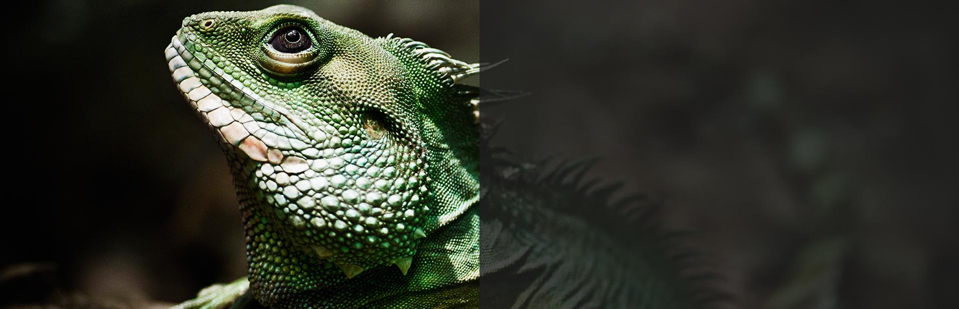 Ryby na tle rafy koralowej - Slajd 5