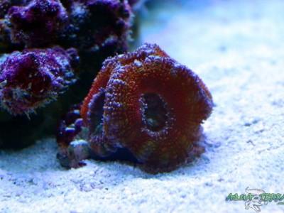 acanthastrea