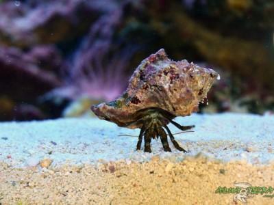 krab pustelnik akrobata