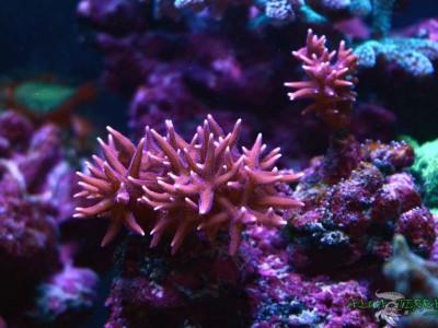 seriatopora hystrix 01