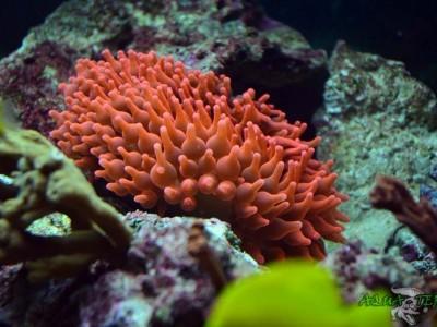 ukwiał entacmaea quadricolor