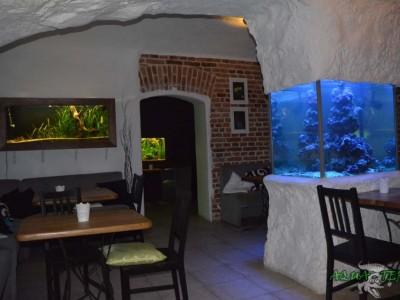 akwaria w kawiarni 01