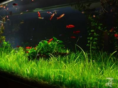 akwaria w kawiarni 02