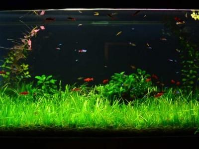 akwaria w kawiarni 03