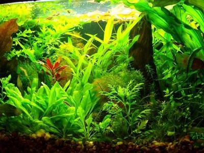 akwarium holenderskie 01