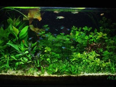 akwarium holenderskie 04