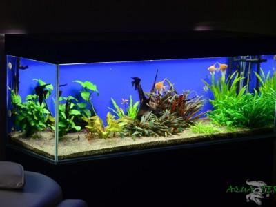 akwarium-niebieskie-tlo-01