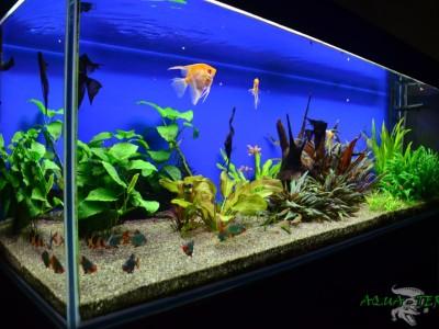 akwarium niebieskie tło 02