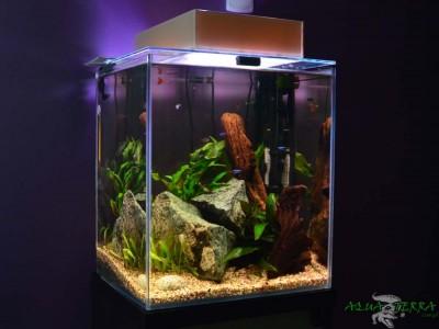 akwarium słodkowodne kostka 02