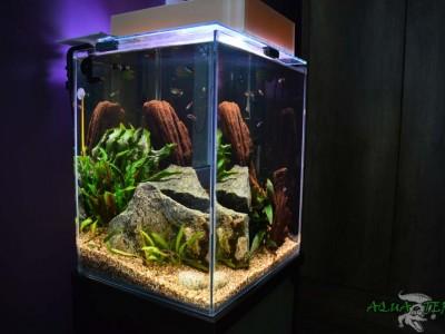 akwarium słodkowodne nanokawarium 05