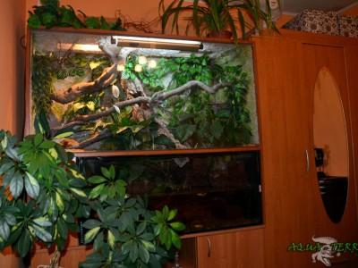 terrarium dla agamy błotnej 01