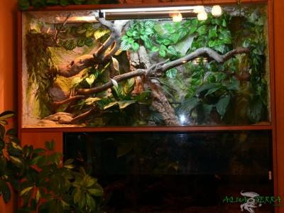 terrarium dla agamy błotnej 02
