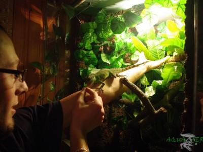 terrarium dla agamy błotnej 01