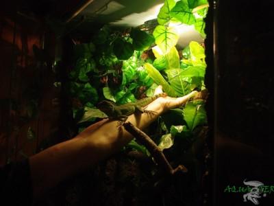 terrarium dla agamy błotnej 02