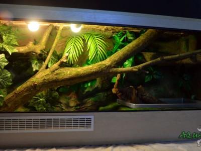 terrarium dla agamy błotnej 04