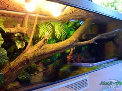 terrarium dla agamy błotnej 05