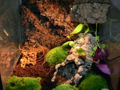 terrarium dla pająka 01