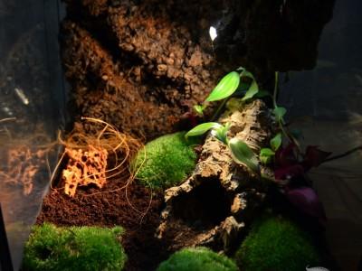 terrarium dla pająka 02