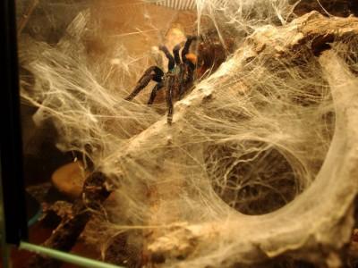 terrarium dla ptasznika 01