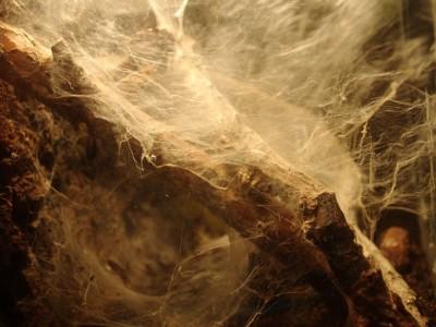 terrarium dla ptasznika 02