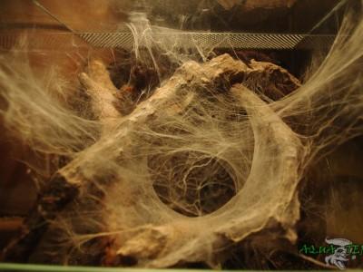 terrarium dla ptasznika 03