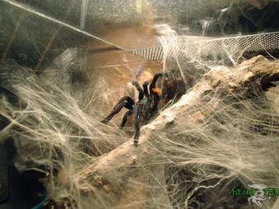 terrarium dla ptasznika 04