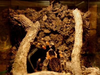 terrarium dla ptasznika 05