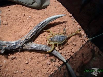 terrarium dla skorpiona 02