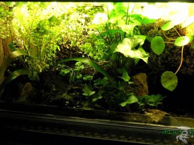 paludarium 02