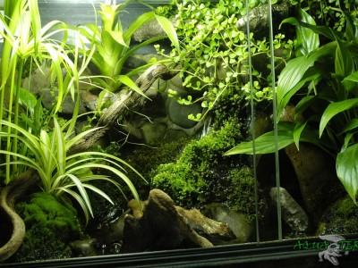 paludarium 04