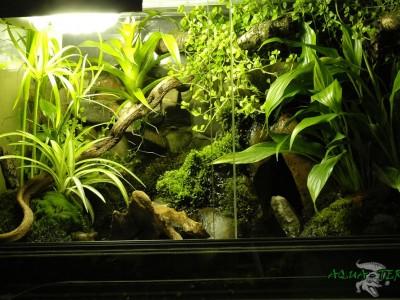 paludarium 05