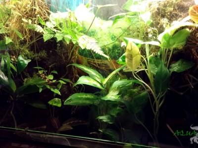 paludarium 15