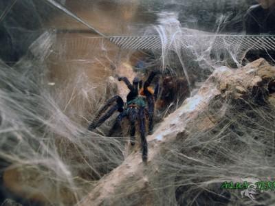 brachypelma vagans 01