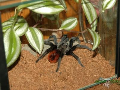 brachypelma vagans 02