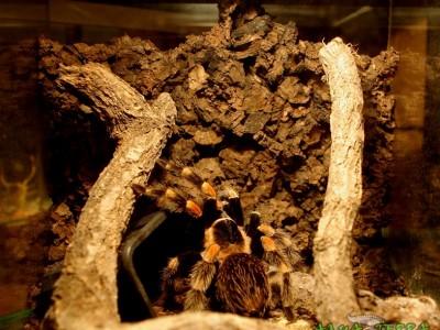 brahypelma smithi 01