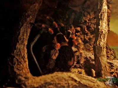 brahypelma smithi 02