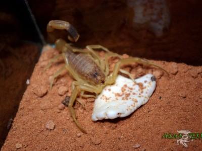 leiurus quinquestriatus 01