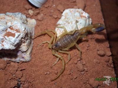 leiurus quinquestriatus 03